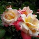 Троянда Летиція Каста (Роза Laetitia Casta)